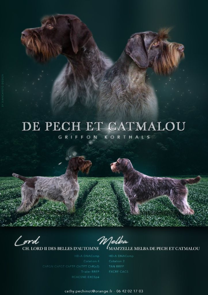 De Pech & Catmalou - Des chiots attendus pour cet été