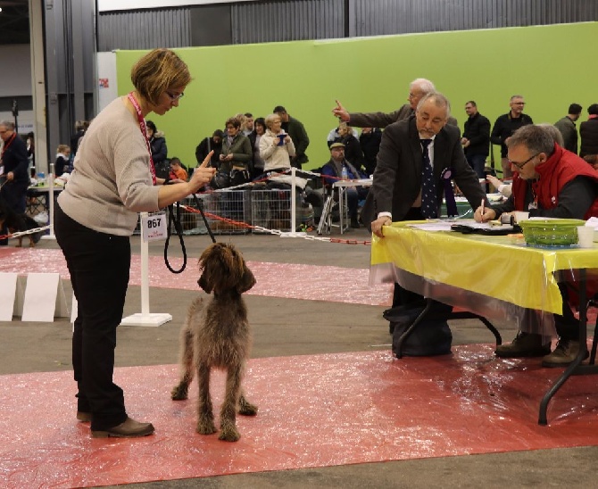 De Pech & Catmalou - Carton plein au CACIB de Troyes