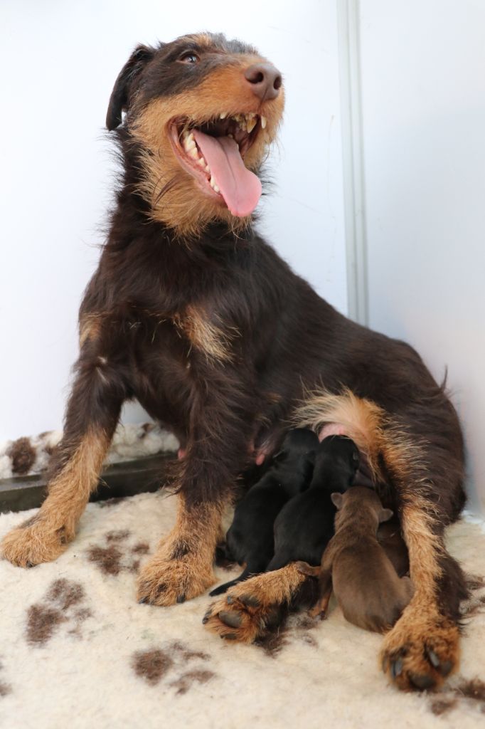 De Pech & Catmalou - Terrier de chasse allemand - Portée née le 26/01/2021