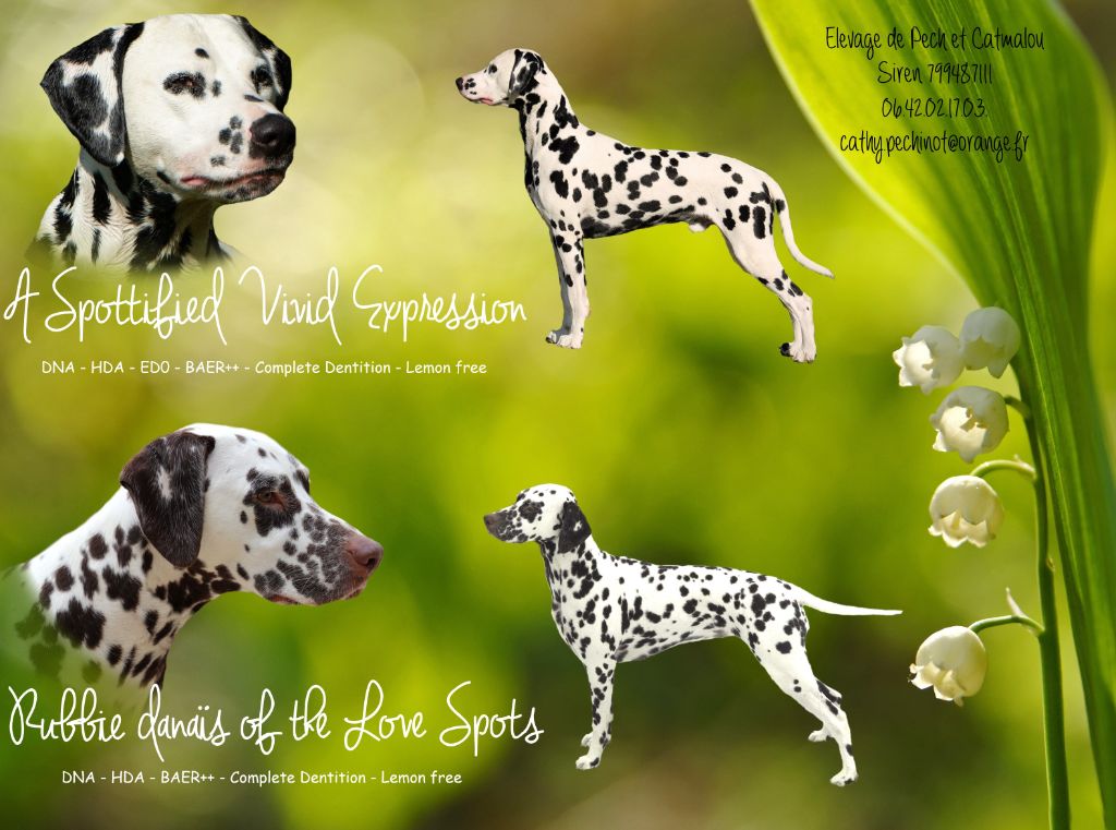 chiot Dalmatien De Pech & Catmalou