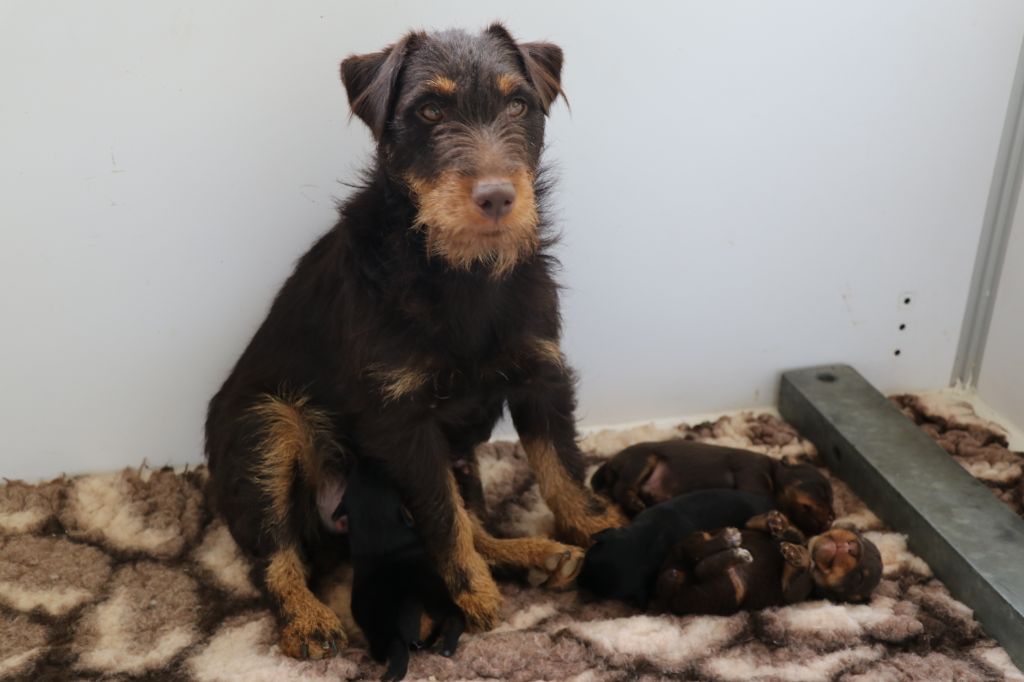 De Pech & Catmalou - Terrier de chasse allemand - Portée née le 05/09/2019