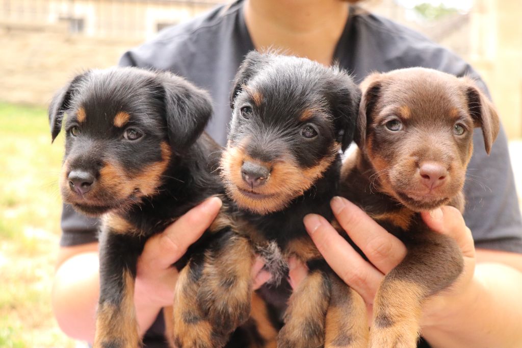 chiot Terrier de chasse allemand De Pech & Catmalou