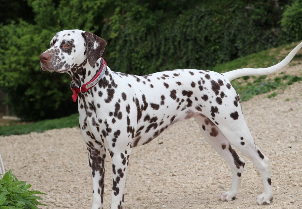 Rubbie danaïs Of The Love Spots