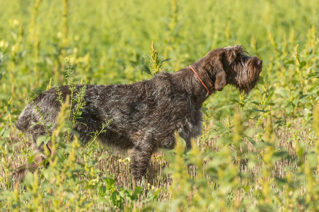 CH. Ursia (Sans Affixe)