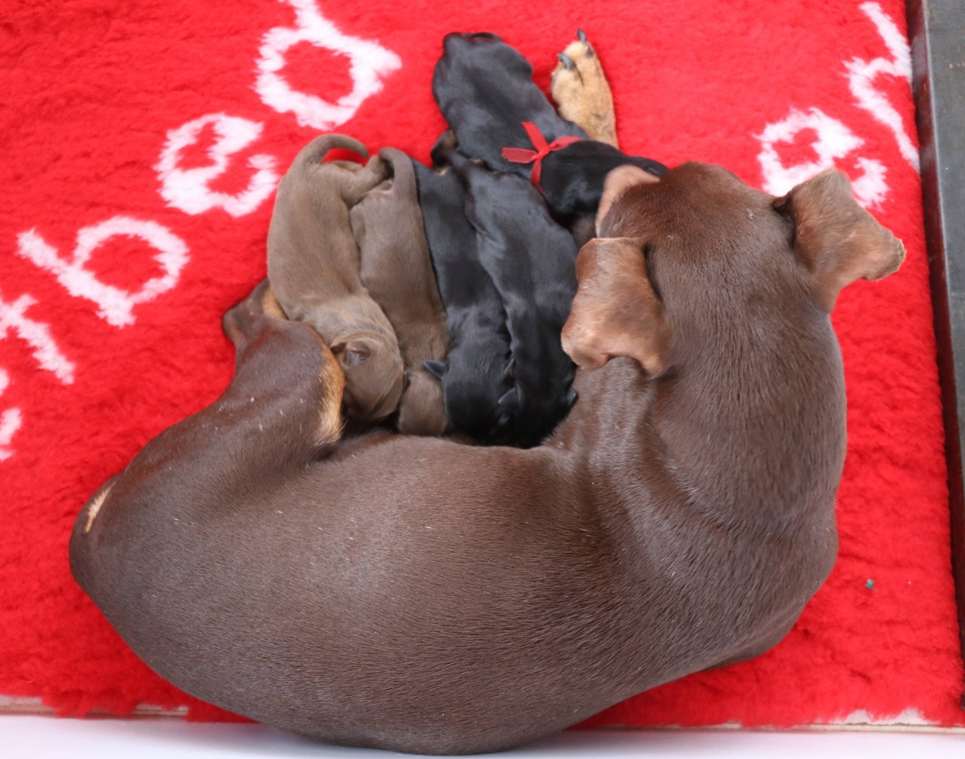 De Pech & Catmalou - Terrier de chasse allemand - Portée née le 16/01/2026