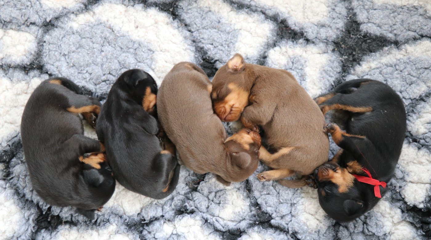 De Pech & Catmalou - Terrier de chasse allemand - Portée née le 16/01/2026