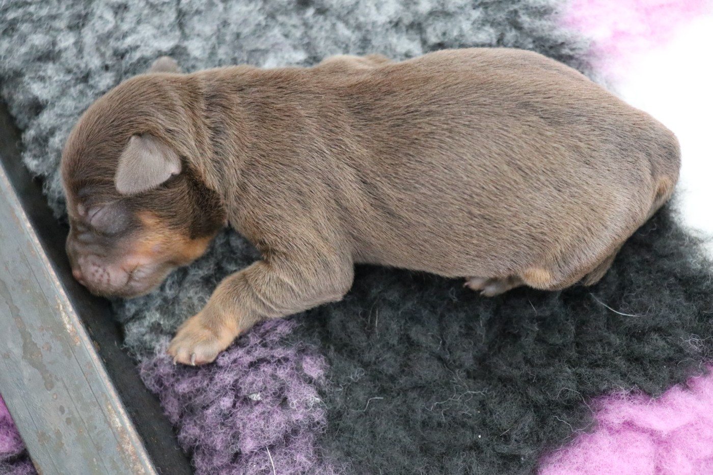 De Pech & Catmalou - Chiots disponibles - Terrier de chasse allemand