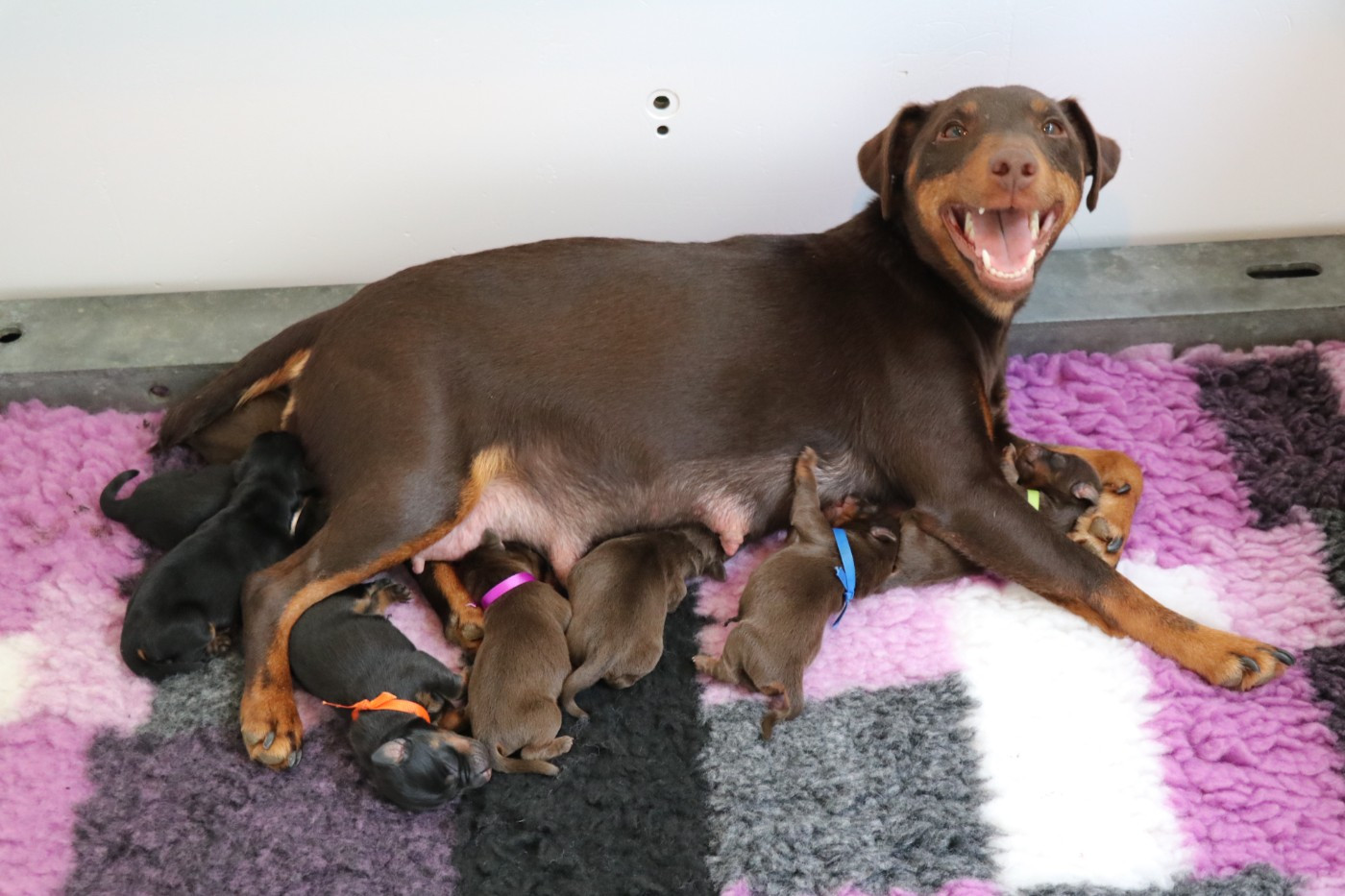 Chiot Terrier de chasse allemand De Pech & Catmalou