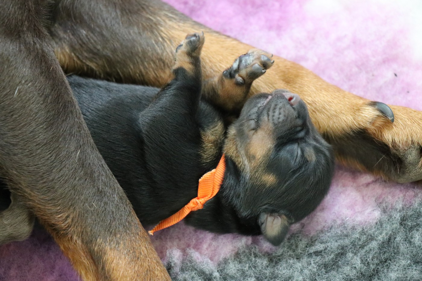De Pech & Catmalou - Chiots disponibles - Terrier de chasse allemand