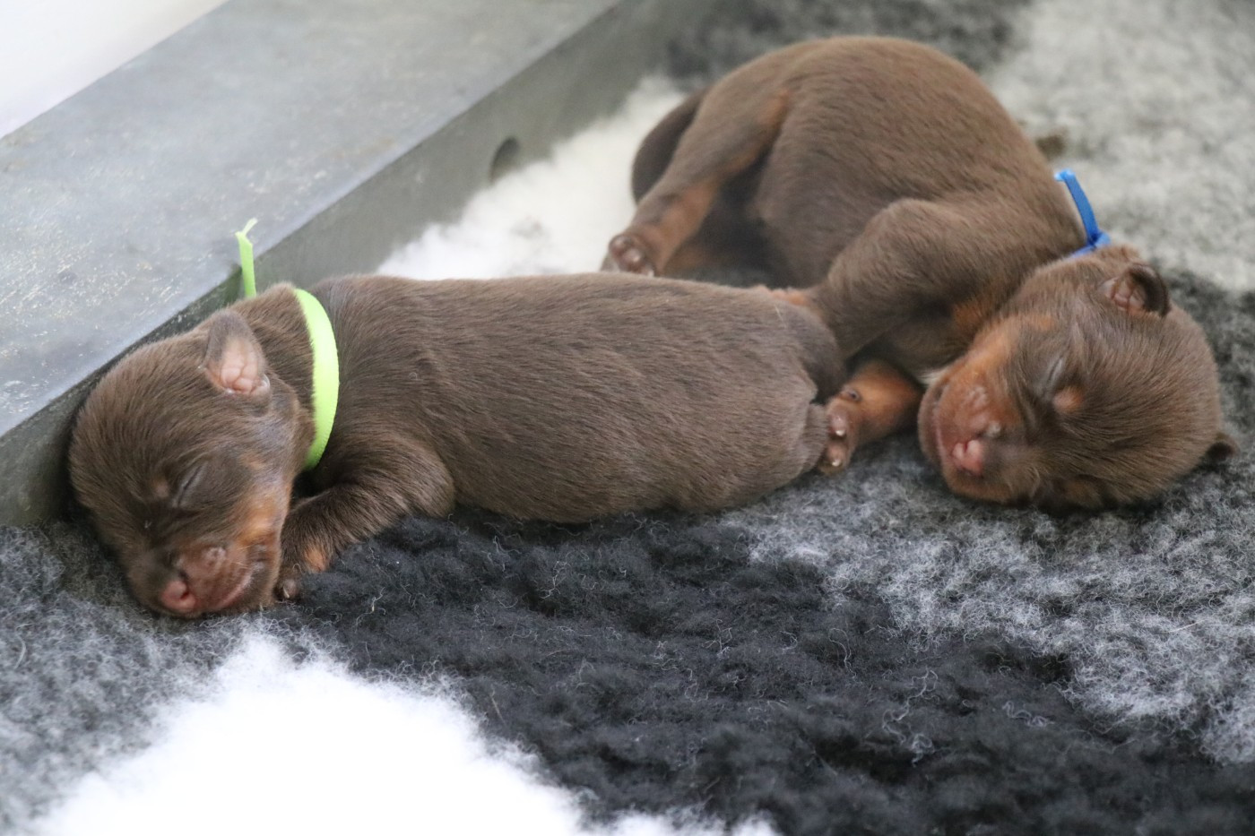 De Pech & Catmalou - Chiots disponibles - Terrier de chasse allemand
