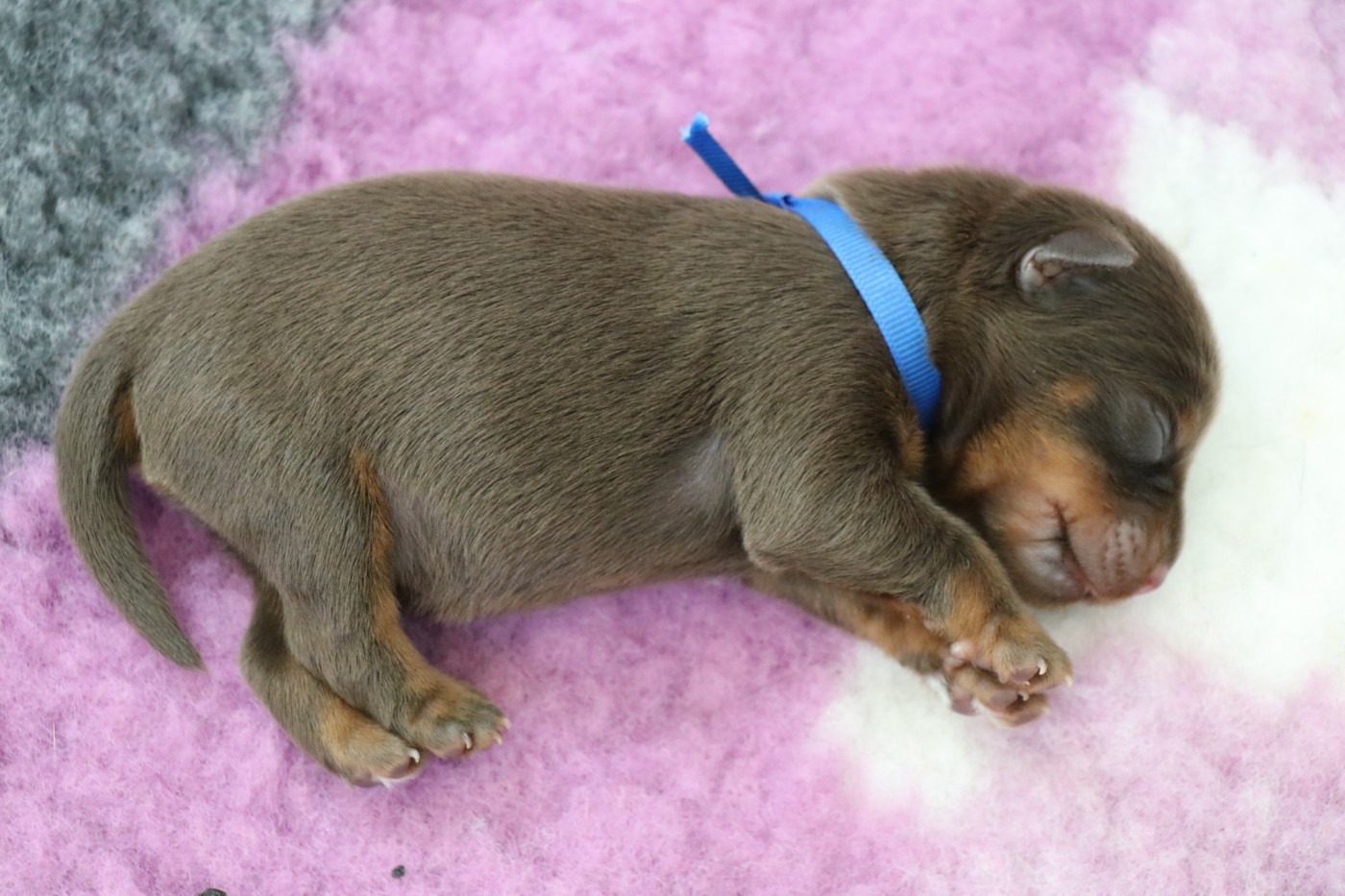 De Pech & Catmalou - Chiots disponibles - Terrier de chasse allemand