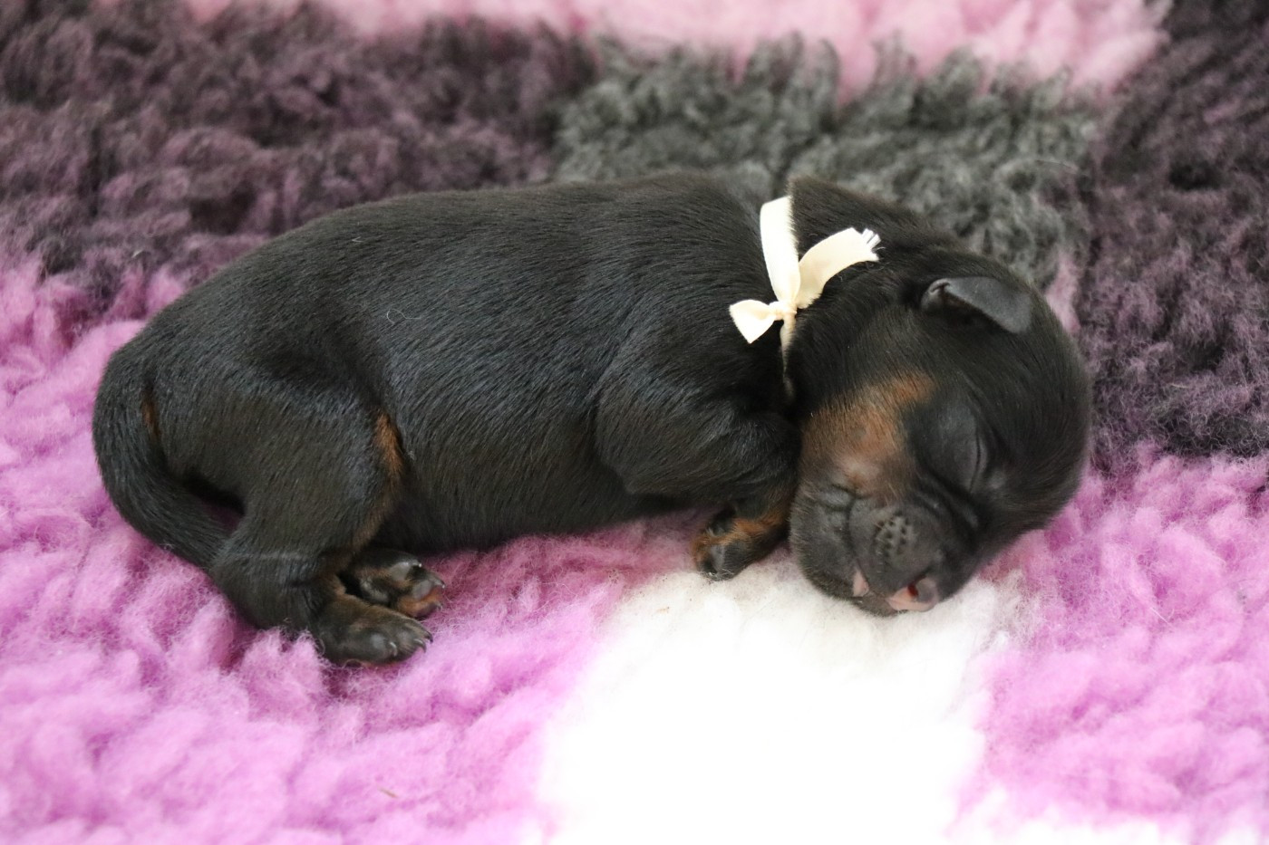 De Pech & Catmalou - Chiots disponibles - Terrier de chasse allemand