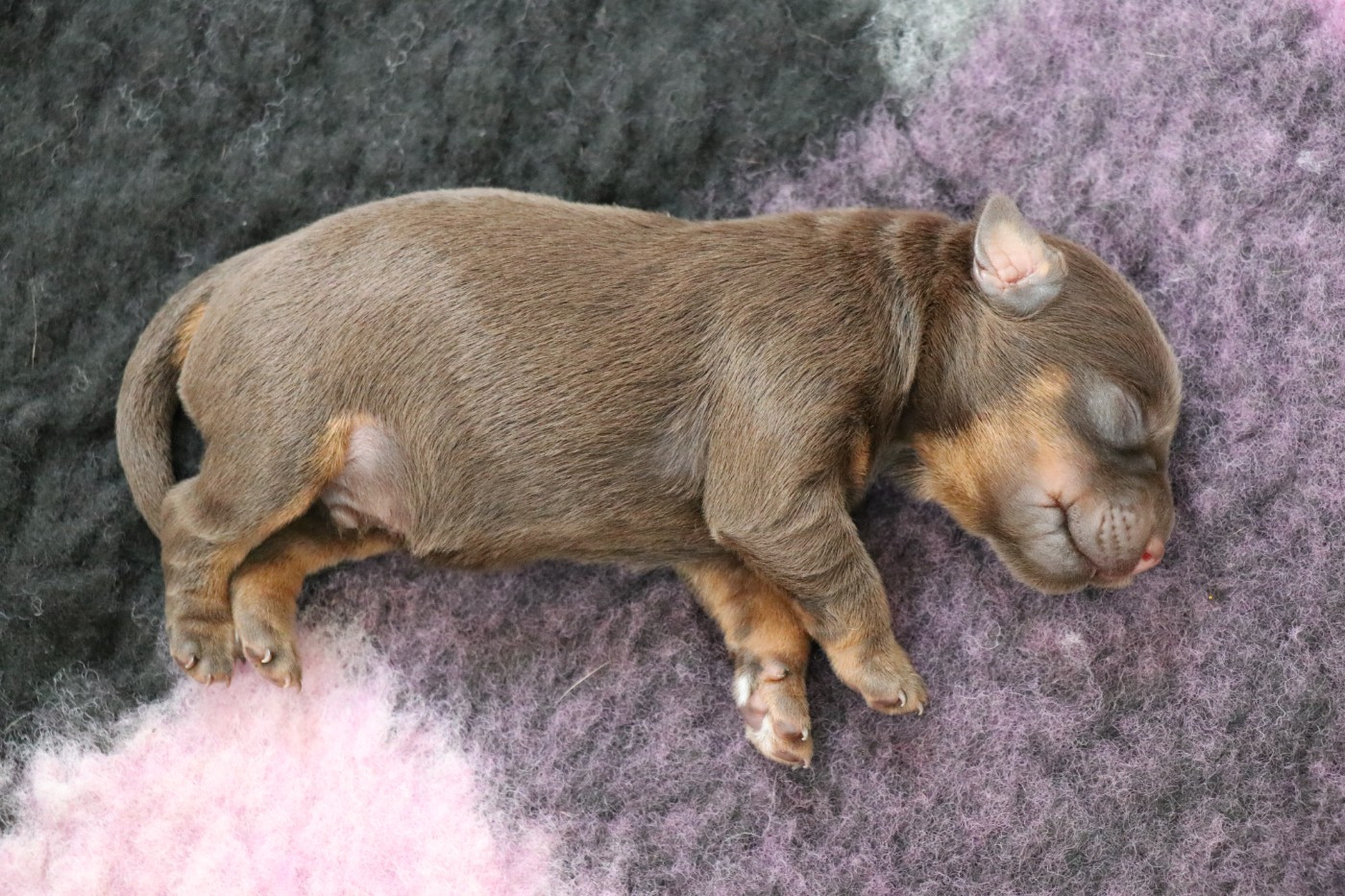 De Pech & Catmalou - Chiots disponibles - Terrier de chasse allemand
