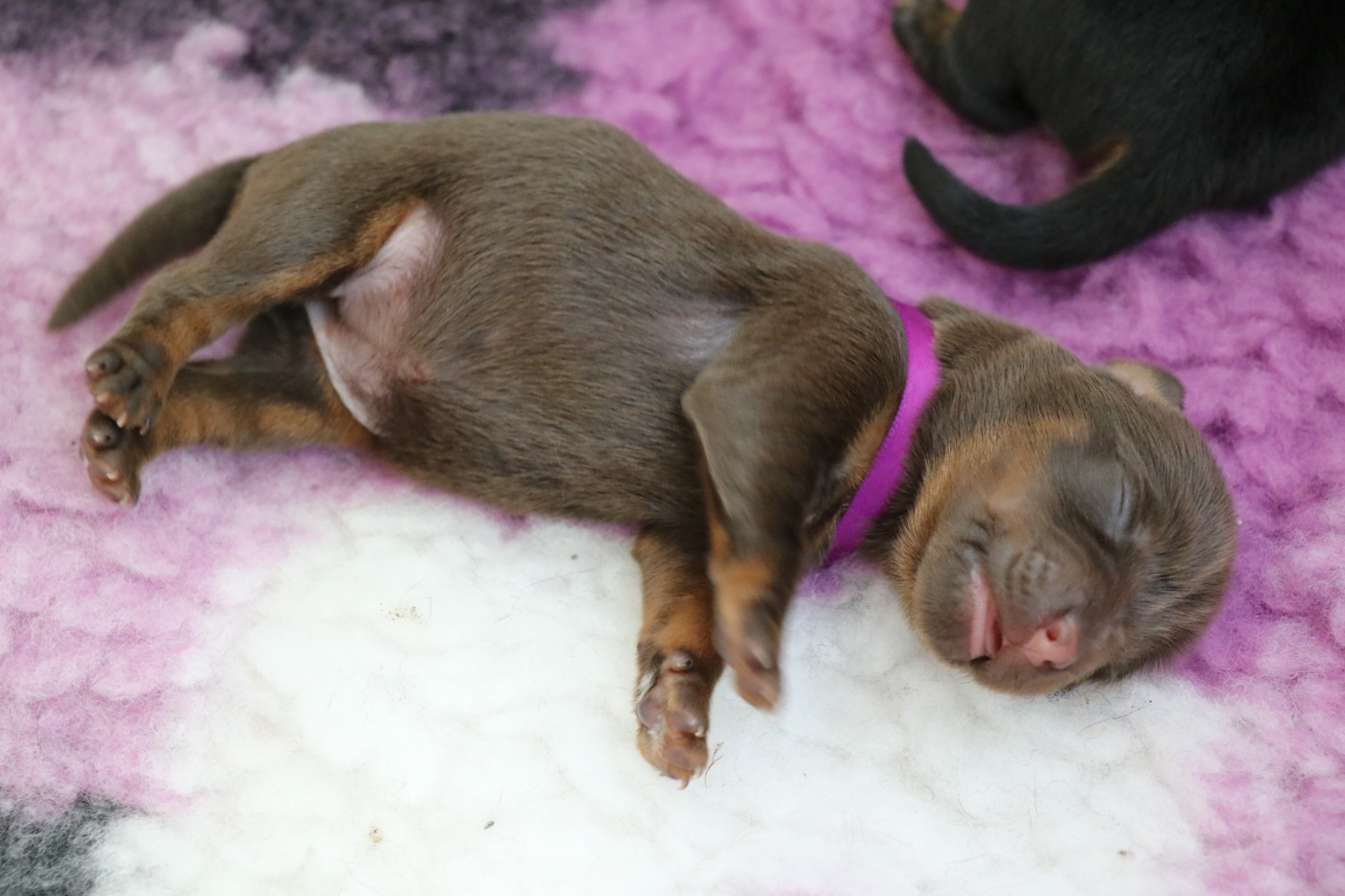 De Pech & Catmalou - Chiots disponibles - Terrier de chasse allemand