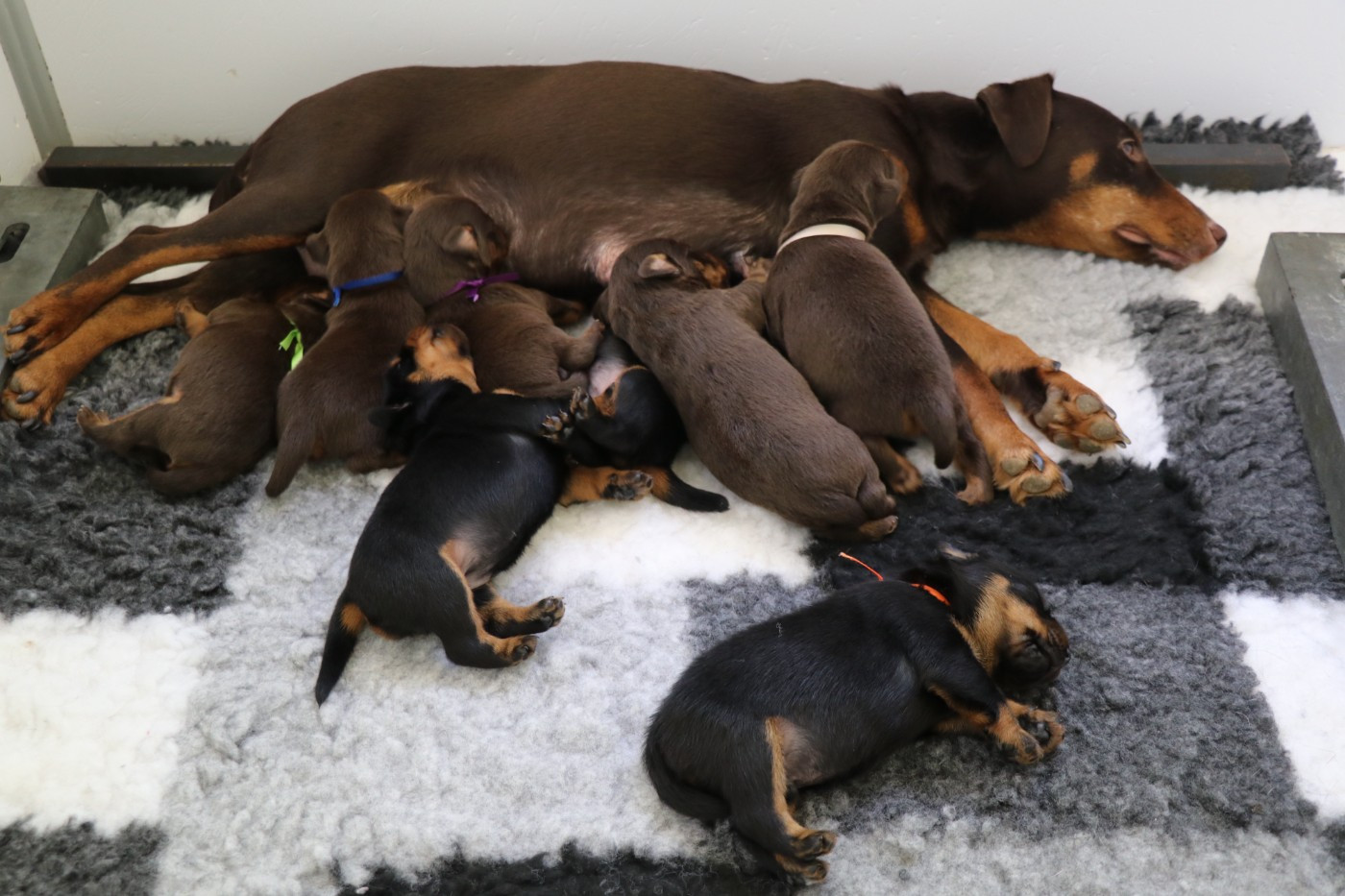 De Pech & Catmalou - Terrier de chasse allemand - Portée née le 12/05/2026