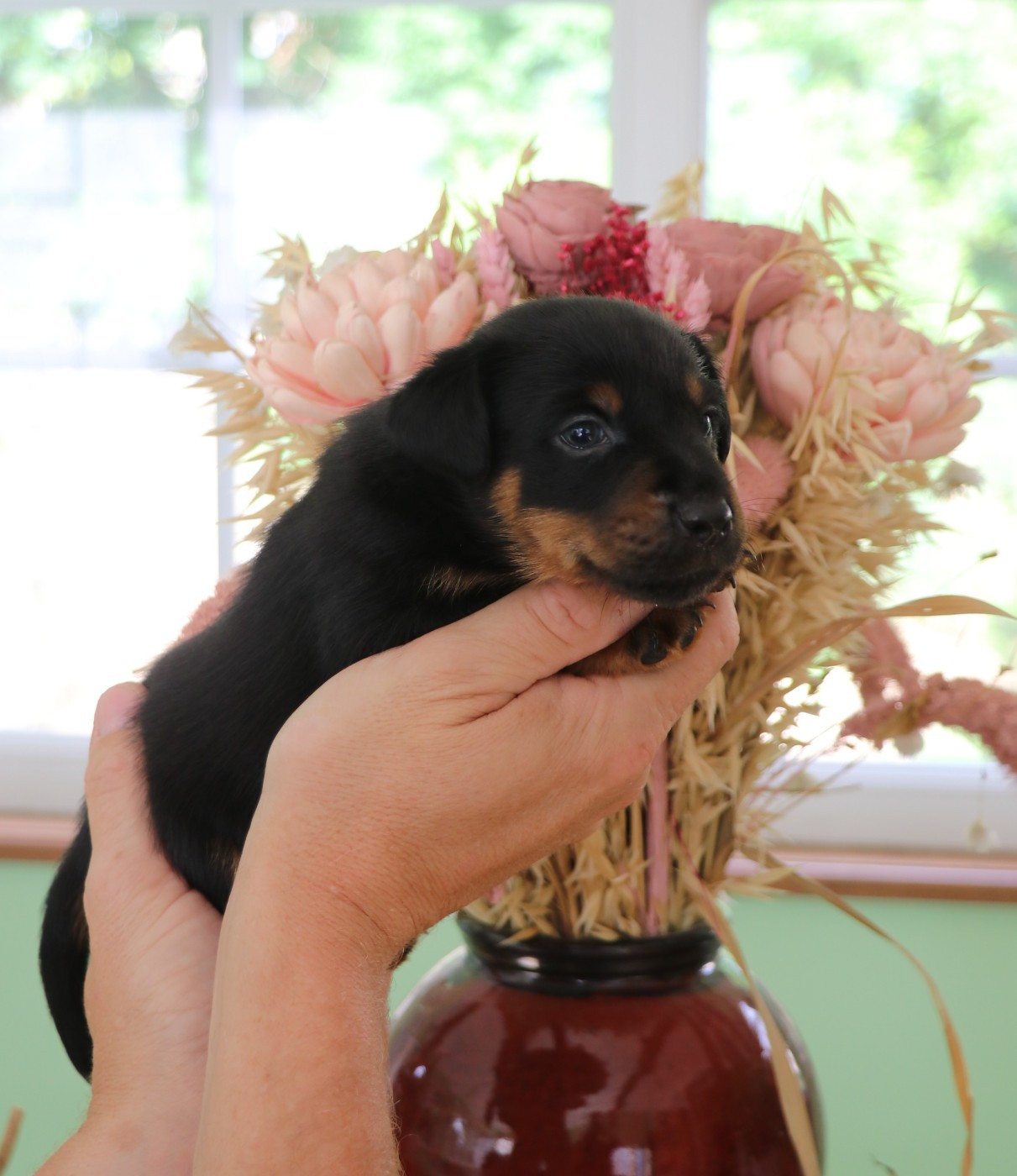 De Pech & Catmalou - Chiots disponibles - Terrier de chasse allemand