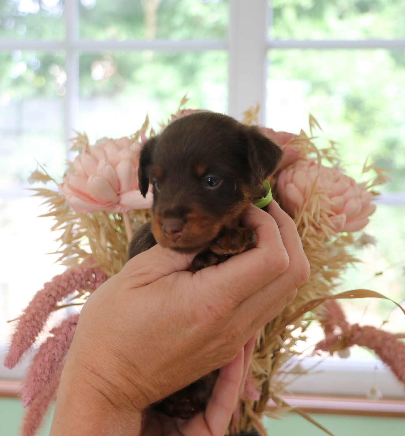 De Pech & Catmalou - Chiots disponibles - Terrier de chasse allemand