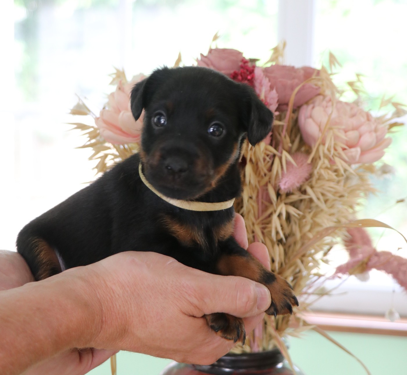 De Pech & Catmalou - Chiots disponibles - Terrier de chasse allemand