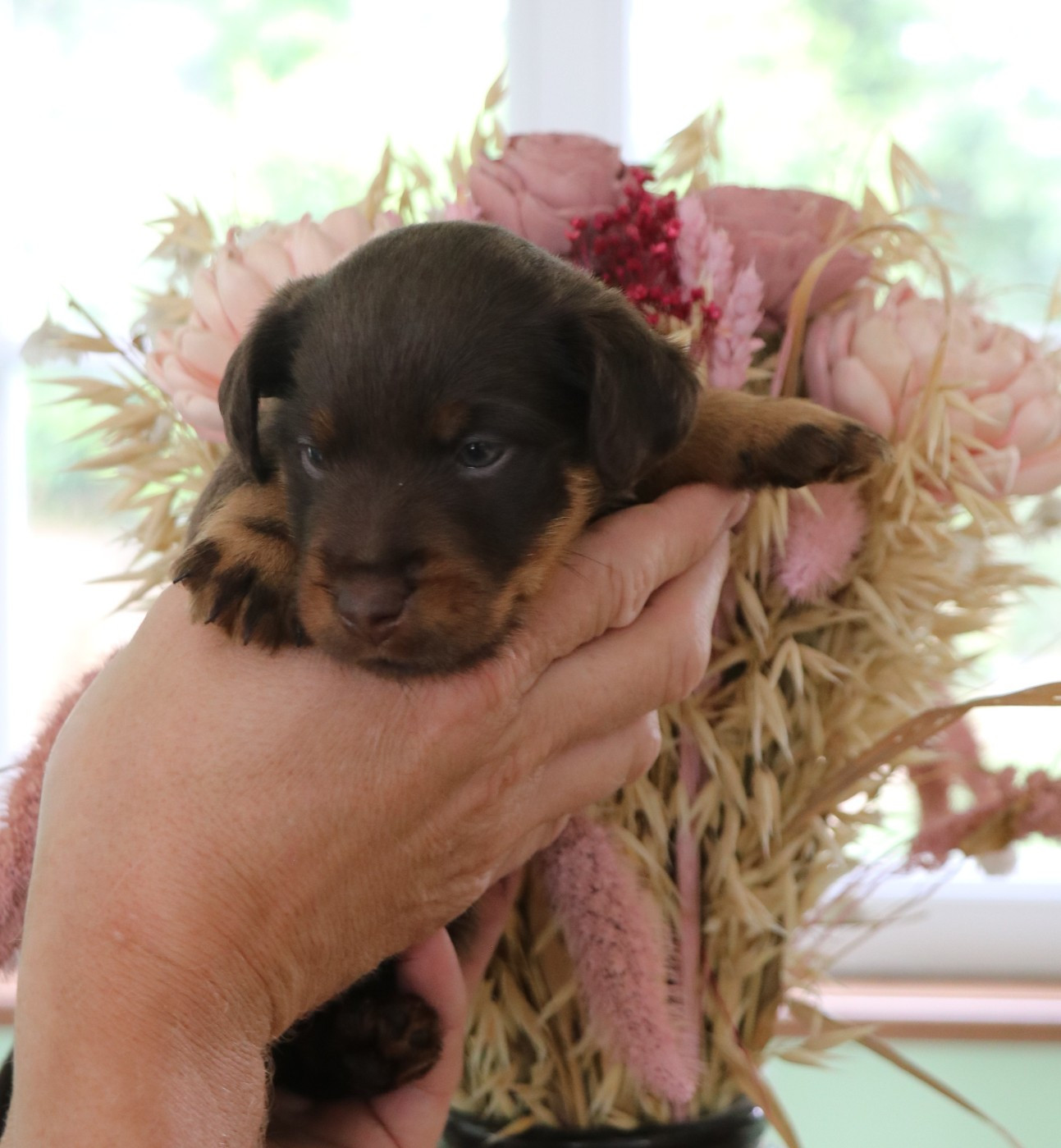 De Pech & Catmalou - Chiots disponibles - Terrier de chasse allemand