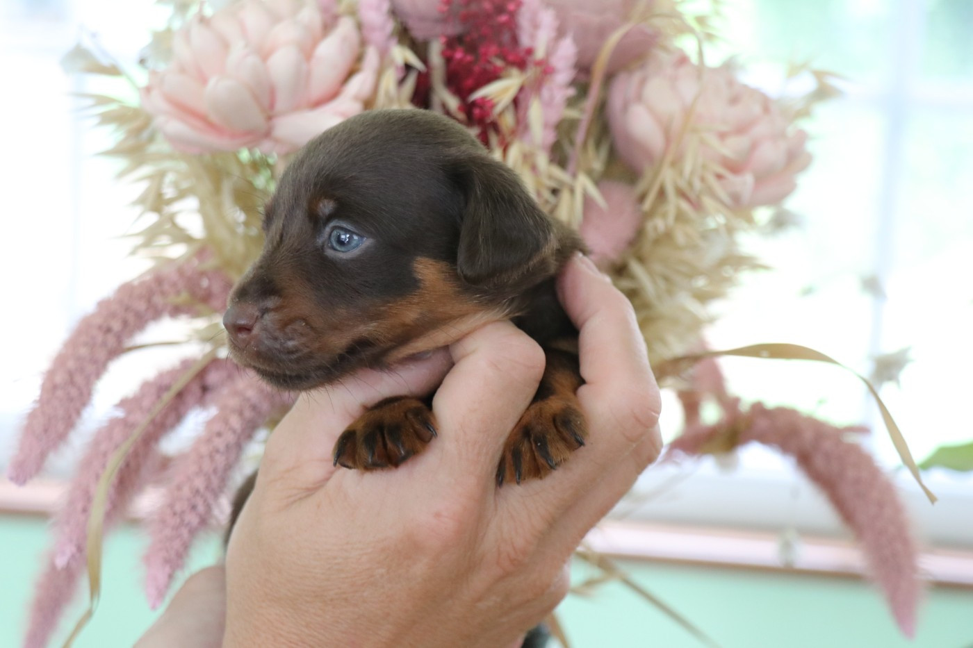 De Pech & Catmalou - Chiots disponibles - Terrier de chasse allemand