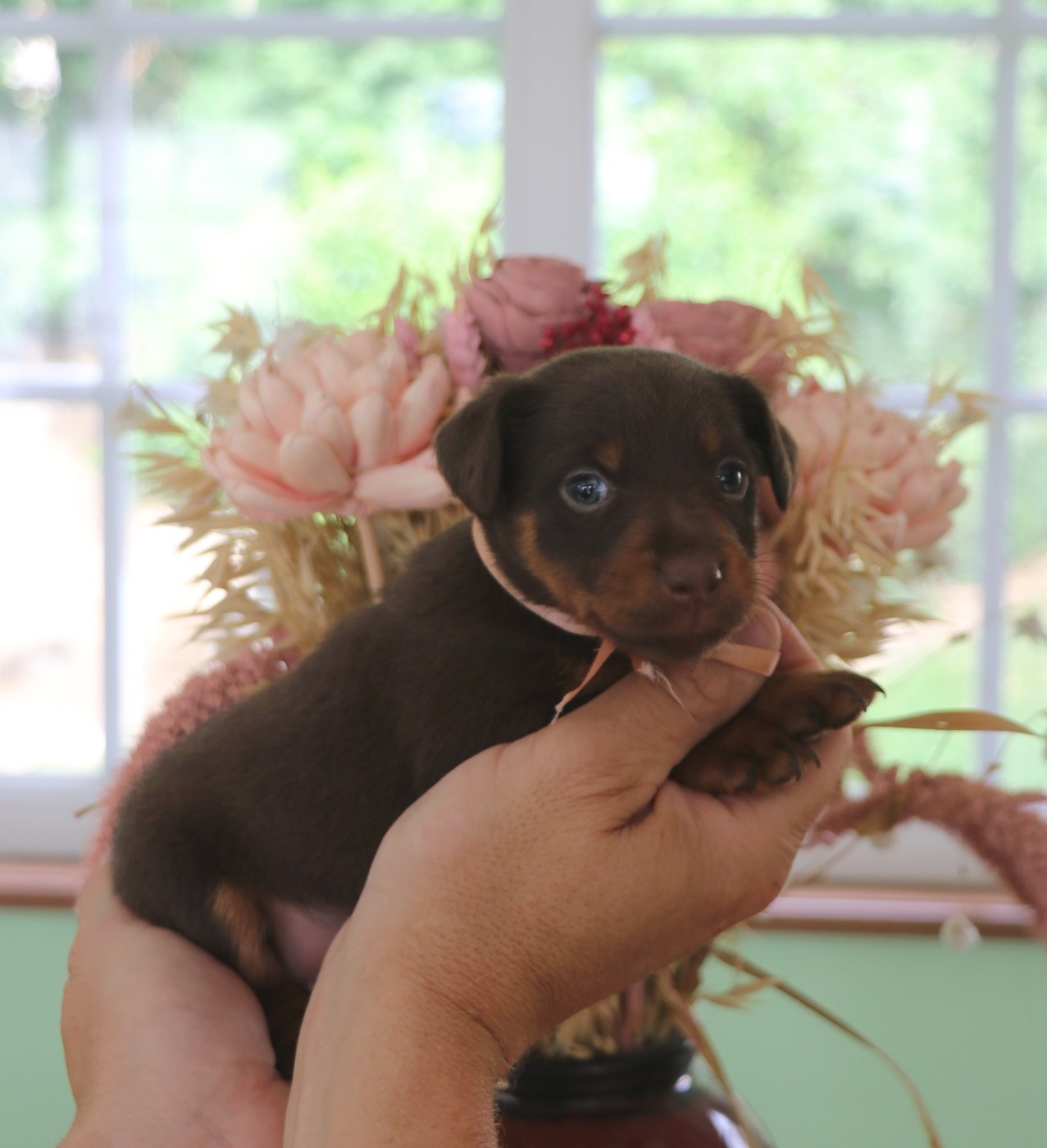De Pech & Catmalou - Chiots disponibles - Terrier de chasse allemand