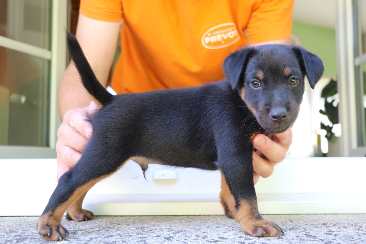 De Pech & Catmalou - Chiots disponibles - Terrier de chasse allemand