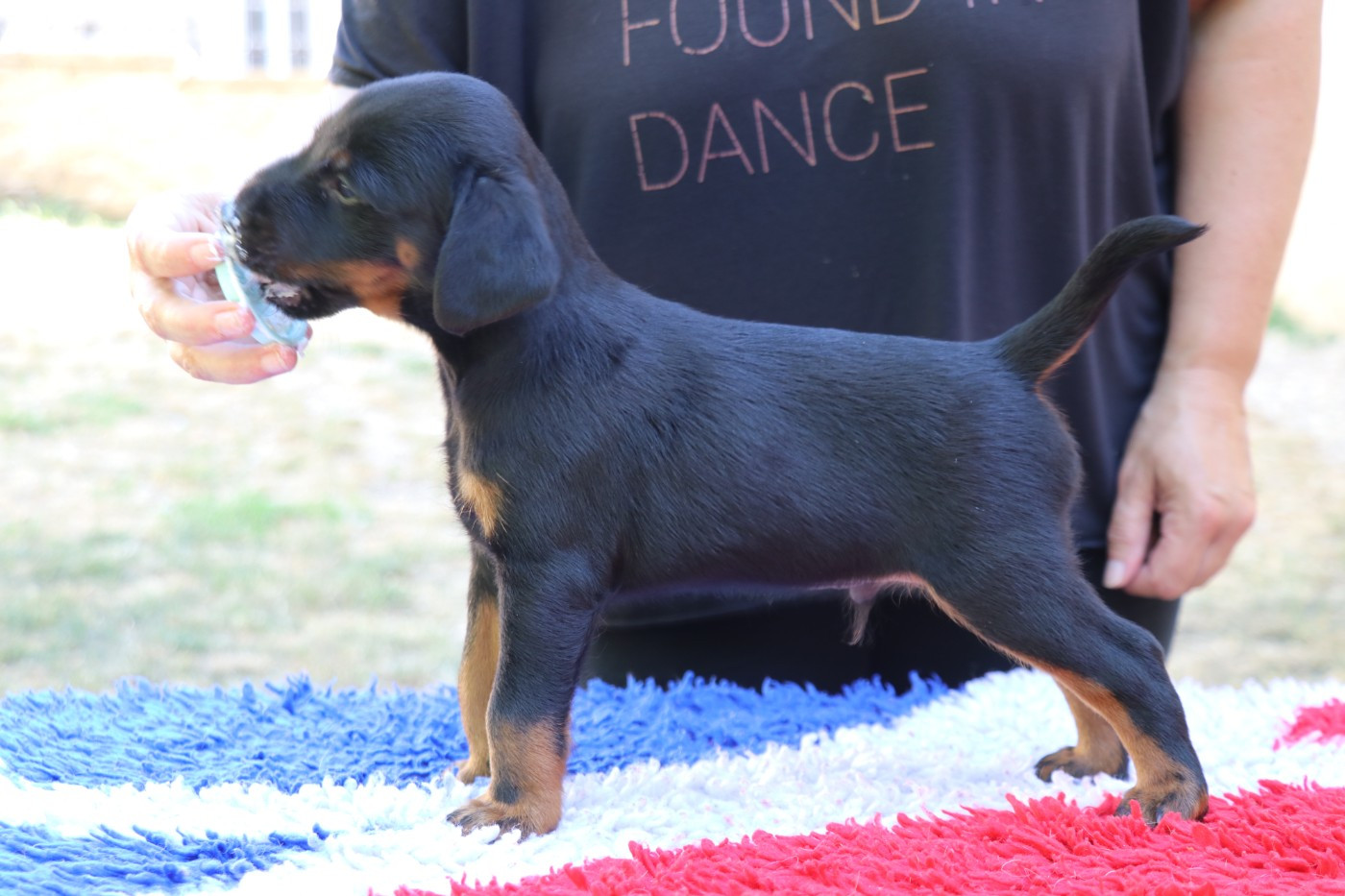 De Pech & Catmalou - Chiots disponibles - Terrier de chasse allemand