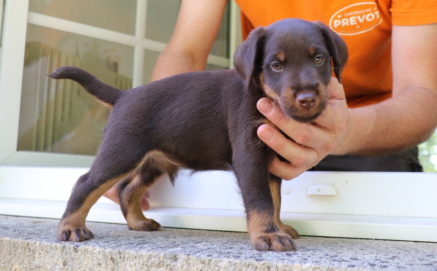 De Pech & Catmalou - Chiots disponibles - Terrier de chasse allemand