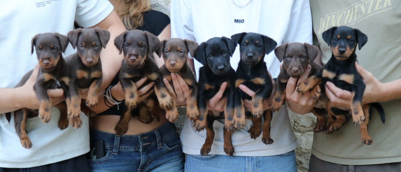 Chiot Terrier de chasse allemand De Pech & Catmalou