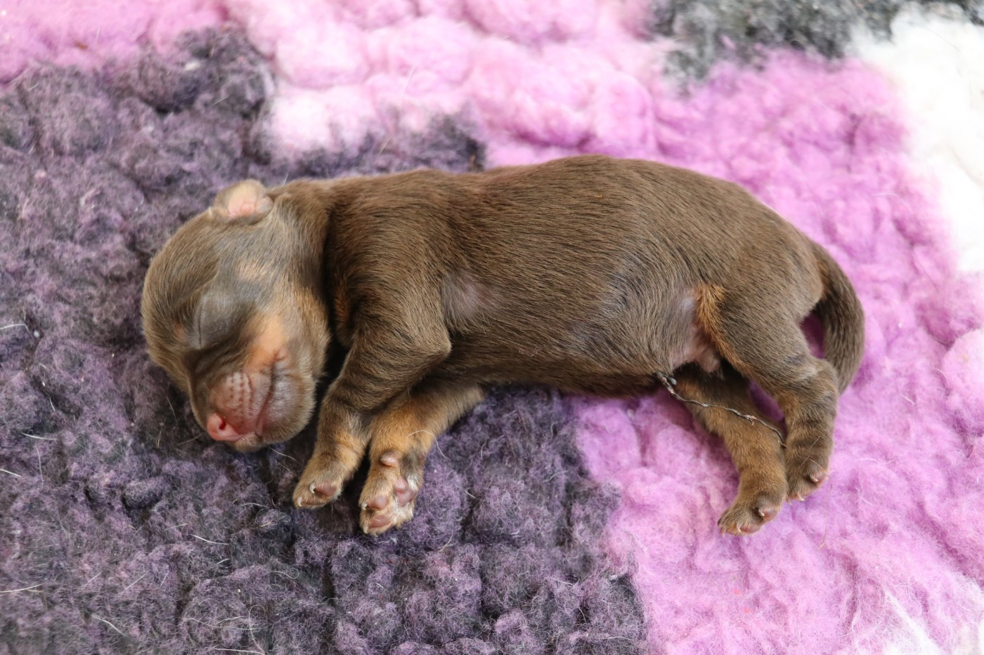 De Pech & Catmalou - Chiots disponibles - Terrier de chasse allemand