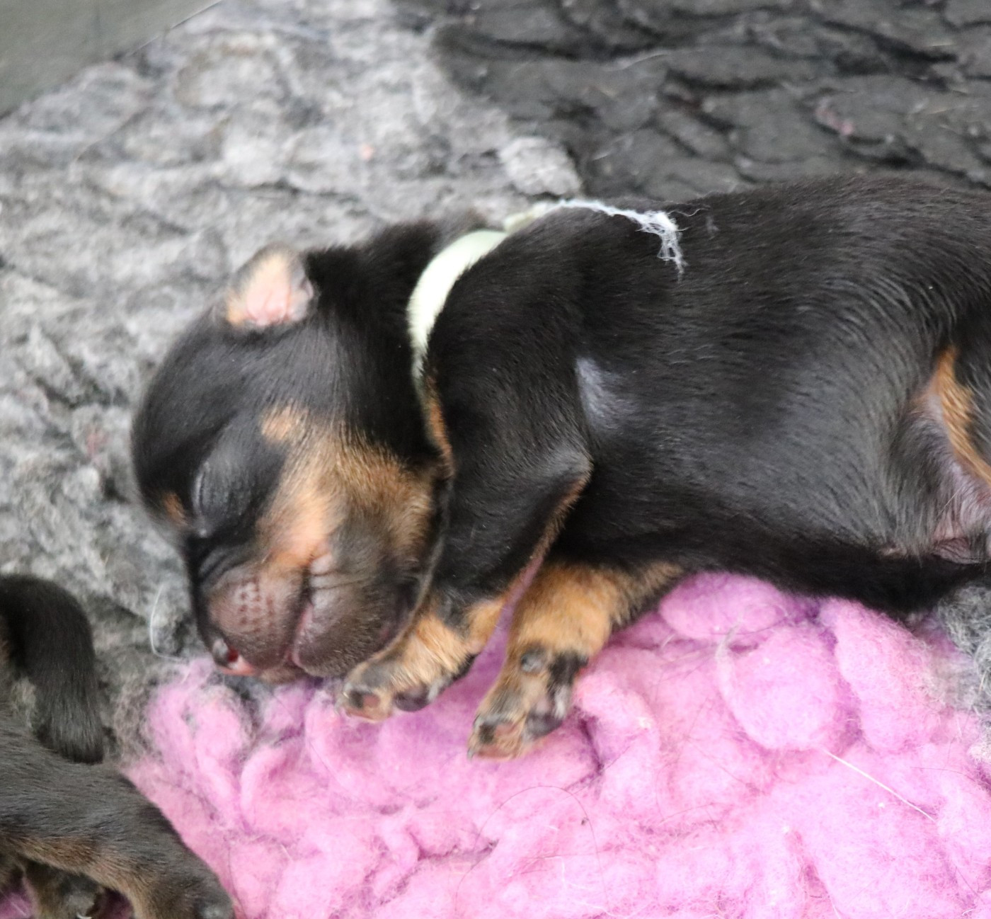 De Pech & Catmalou - Chiots disponibles - Terrier de chasse allemand