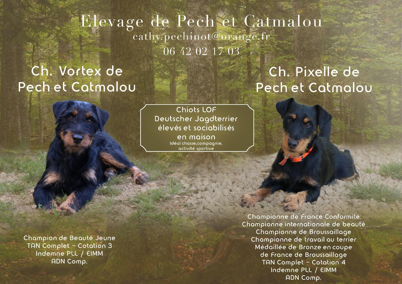 Chiot Terrier de chasse allemand De Pech & Catmalou