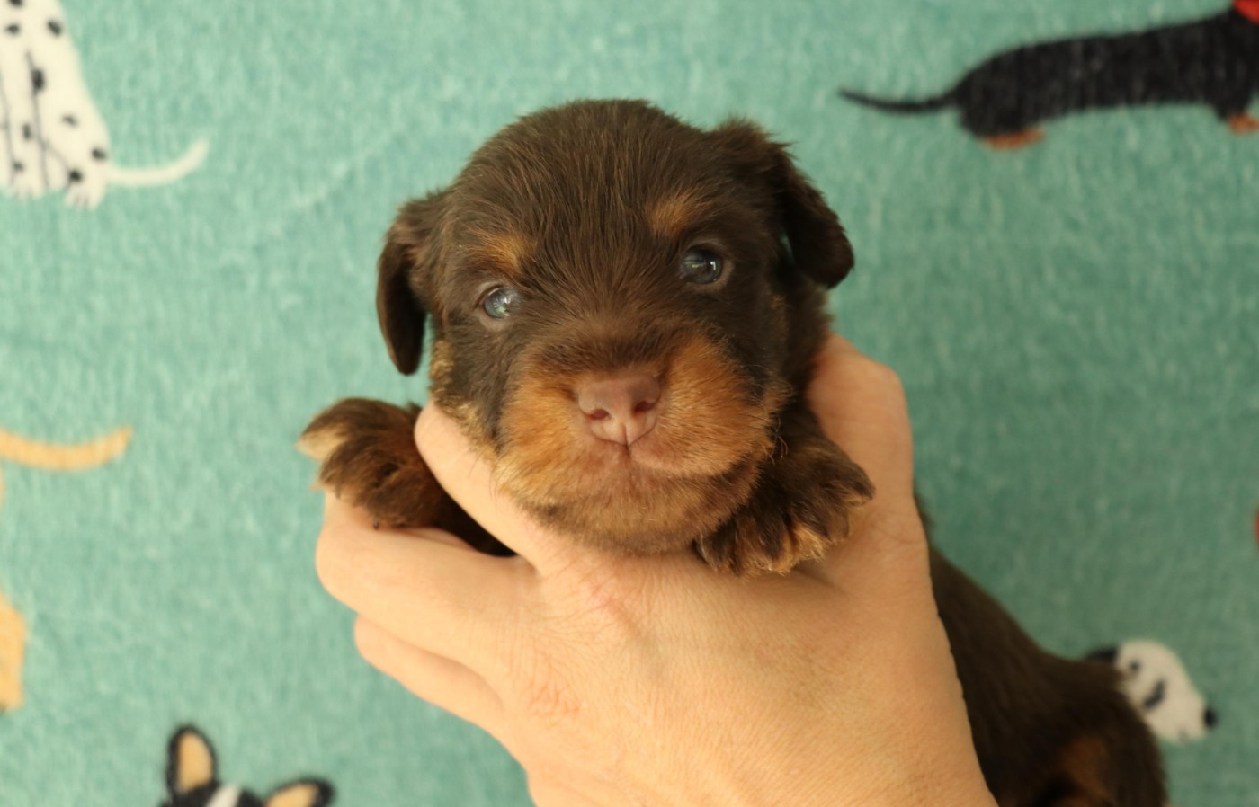 De Pech & Catmalou - Chiots disponibles - Terrier de chasse allemand