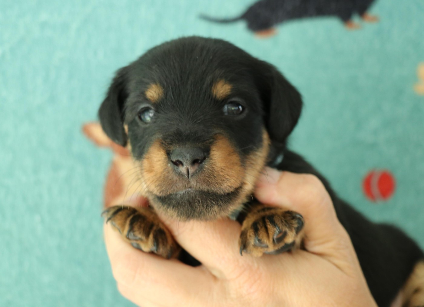 De Pech & Catmalou - Chiots disponibles - Terrier de chasse allemand