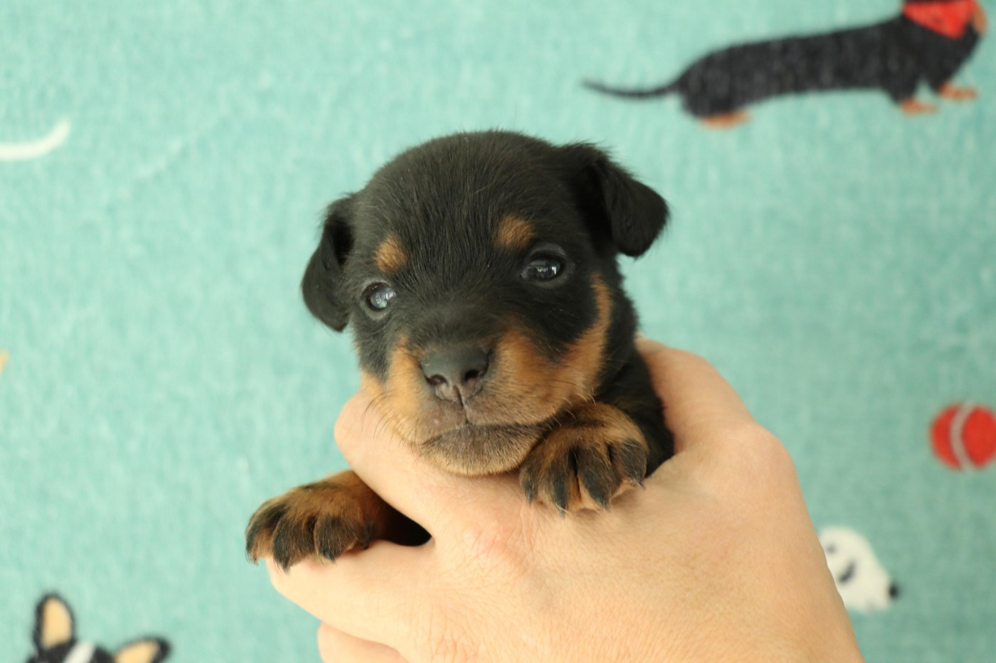 De Pech & Catmalou - Chiots disponibles - Terrier de chasse allemand