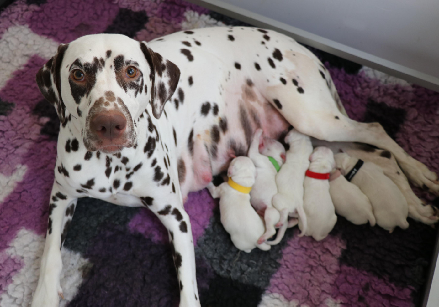 Chiot Dalmatien De Pech & Catmalou