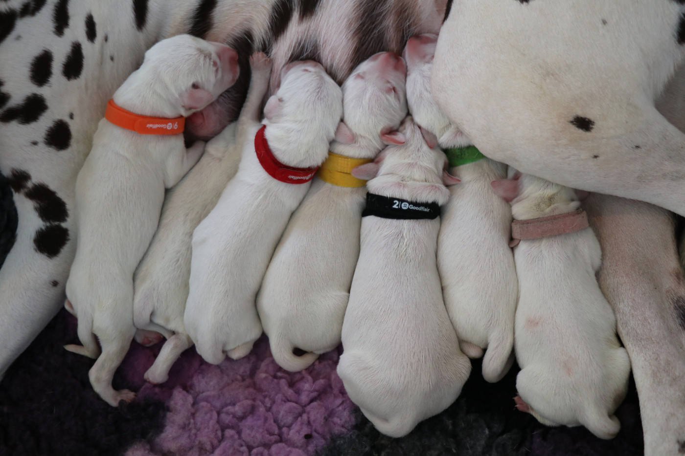 De Pech & Catmalou - Chiots disponibles - Dalmatien