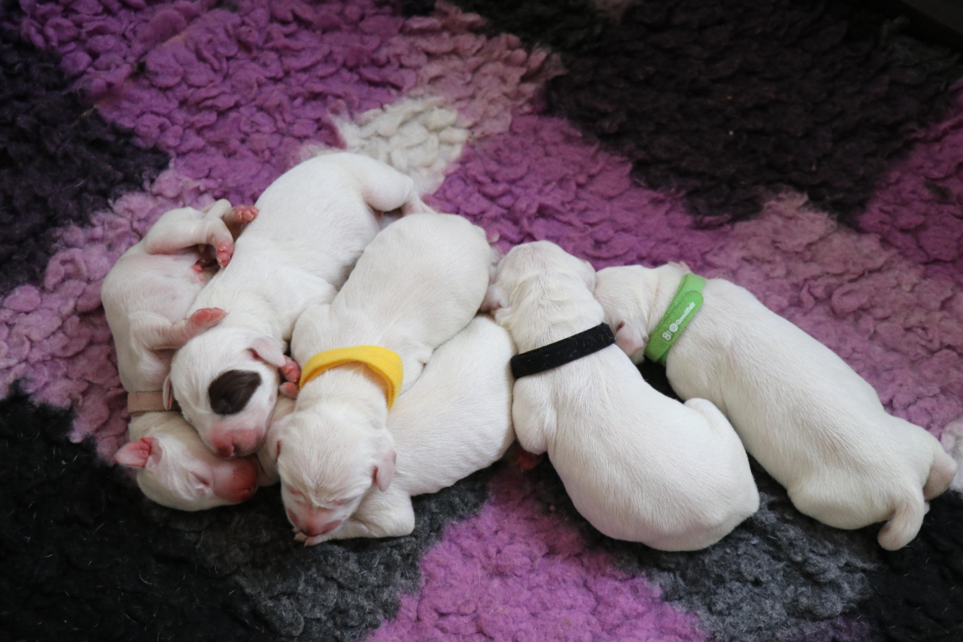 De Pech & Catmalou - Chiots disponibles - Dalmatien