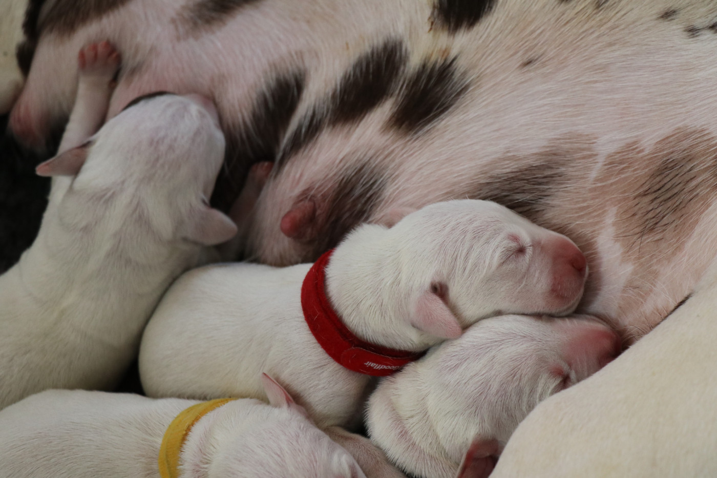De Pech & Catmalou - Chiots disponibles - Dalmatien