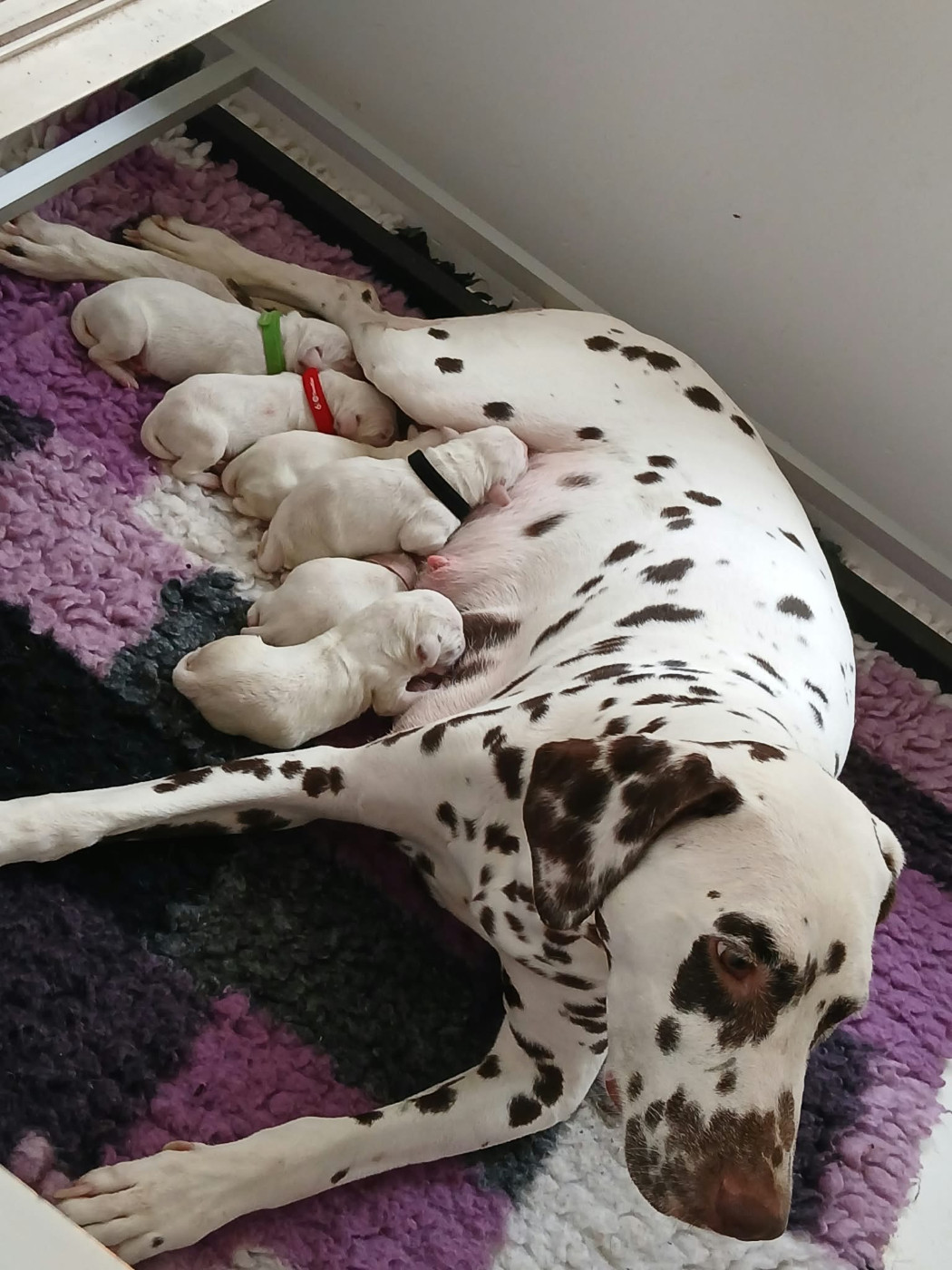De Pech & Catmalou - Chiots disponibles - Dalmatien