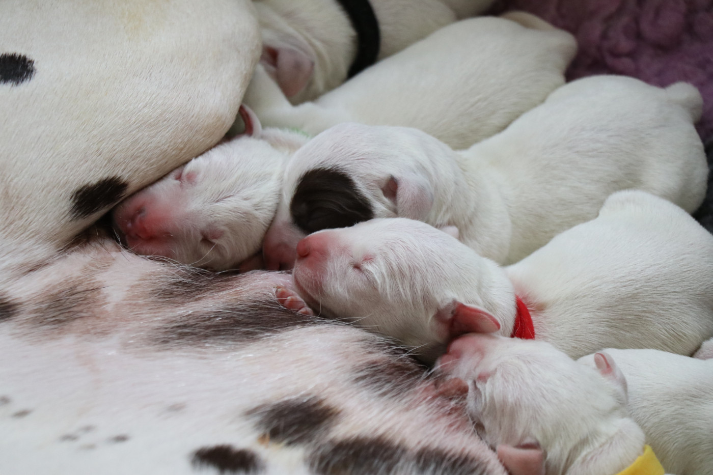De Pech & Catmalou - Chiots disponibles - Dalmatien