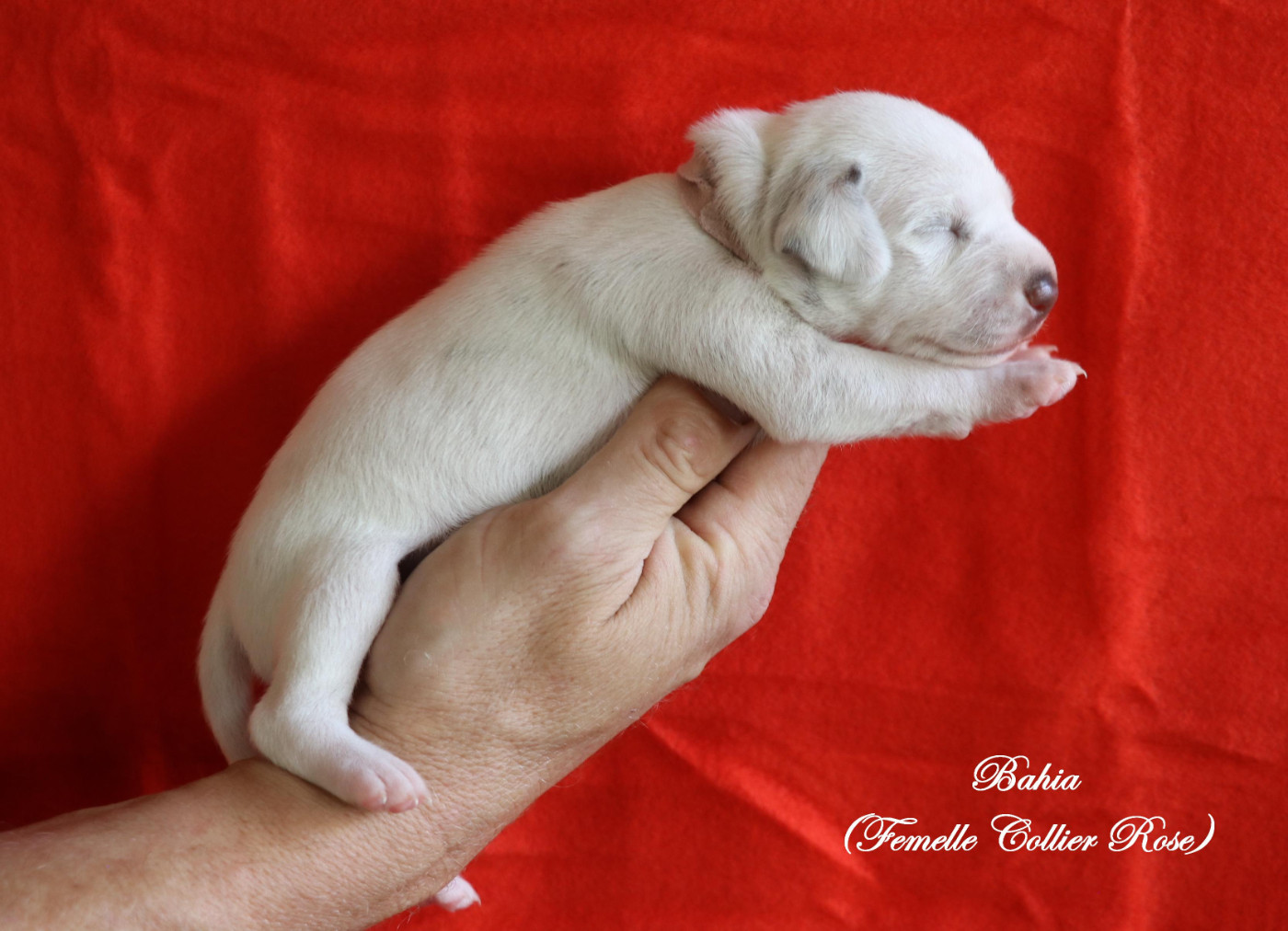 De Pech & Catmalou - Chiots disponibles - Dalmatien