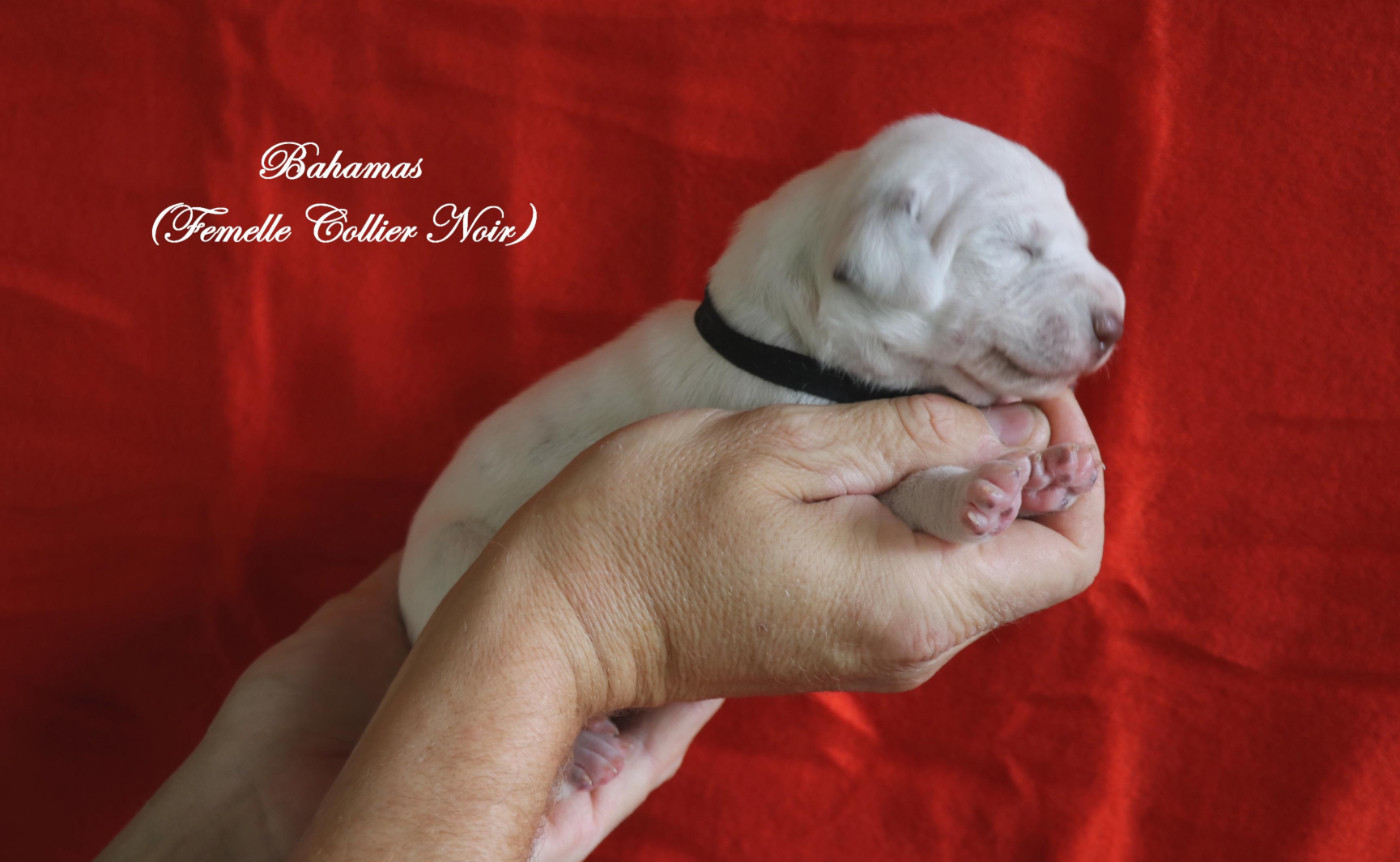 De Pech & Catmalou - Chiots disponibles - Dalmatien