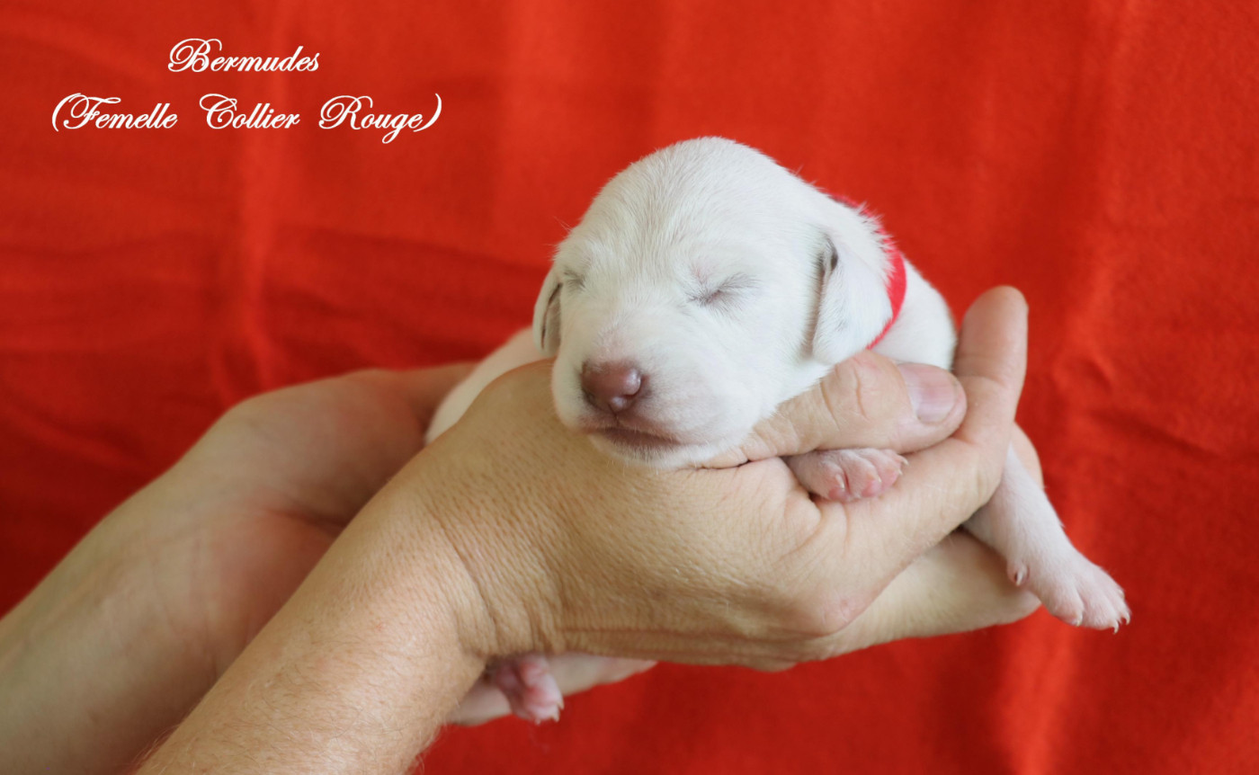 De Pech & Catmalou - Chiots disponibles - Dalmatien