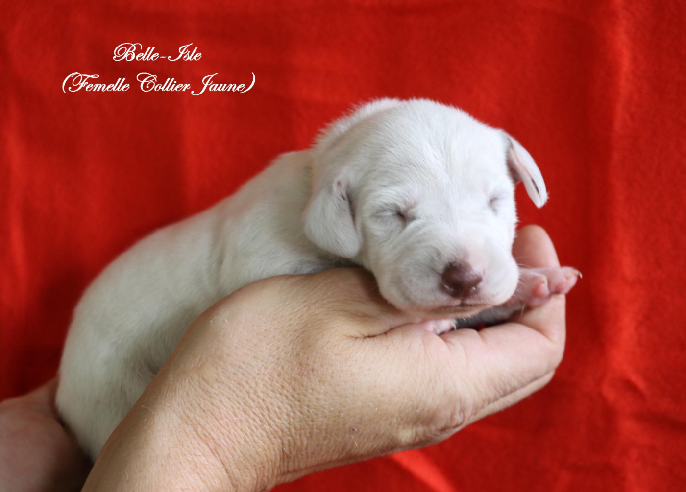 De Pech & Catmalou - Chiots disponibles - Dalmatien