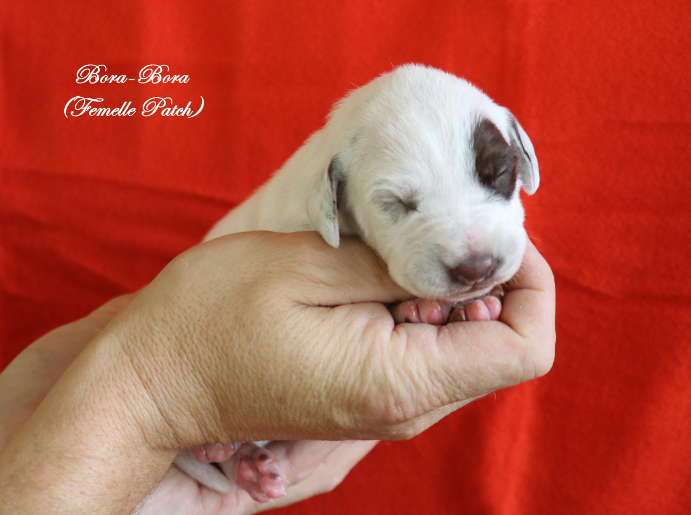 De Pech & Catmalou - Chiots disponibles - Dalmatien