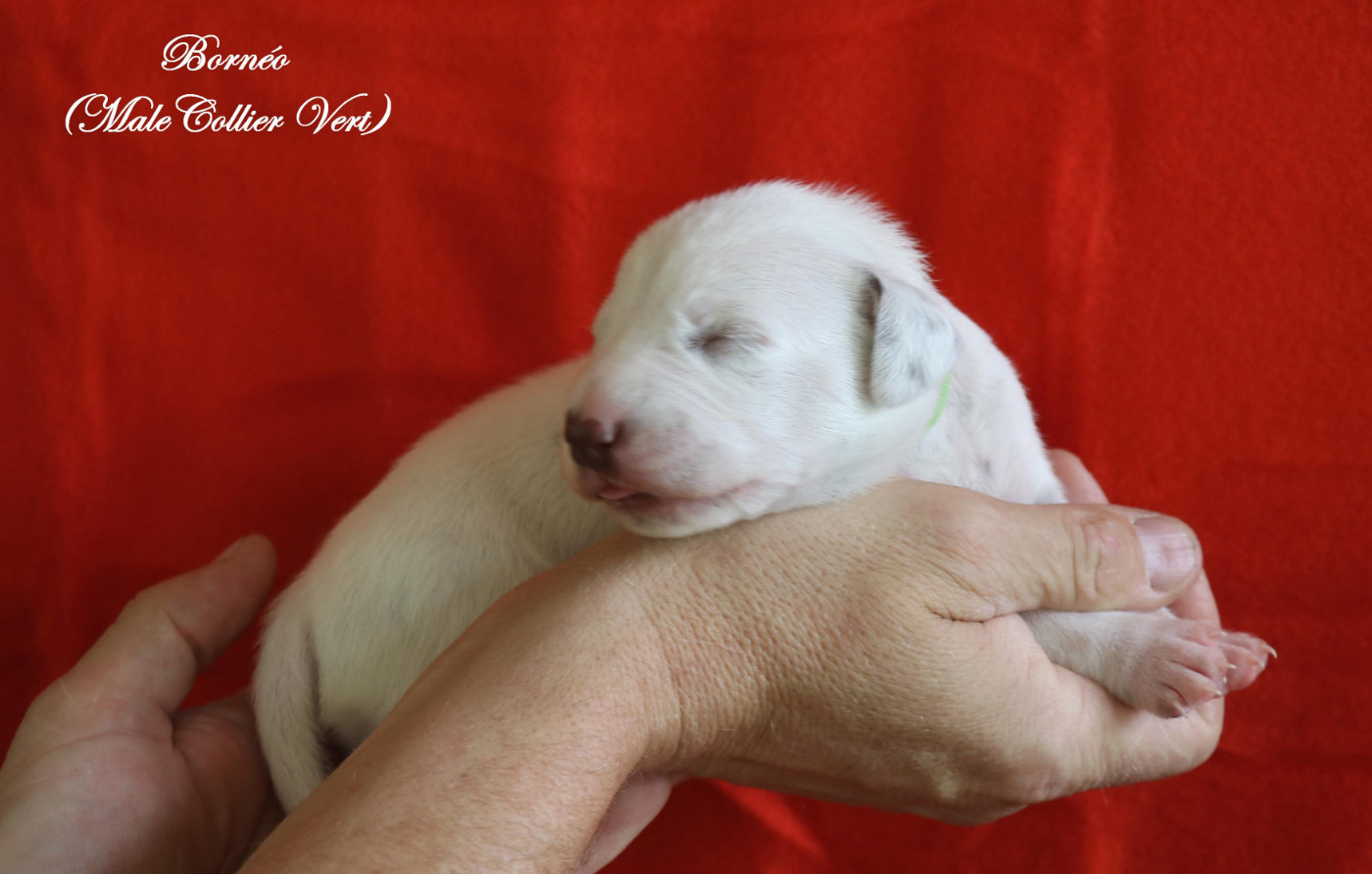 De Pech & Catmalou - Chiots disponibles - Dalmatien