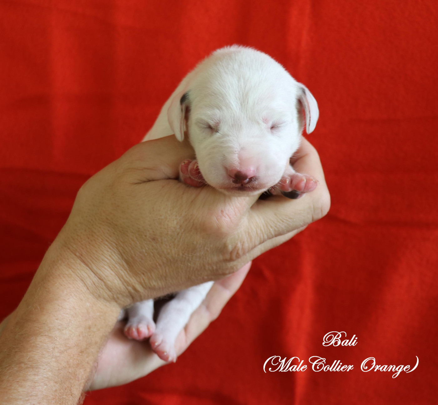 De Pech & Catmalou - Chiots disponibles - Dalmatien