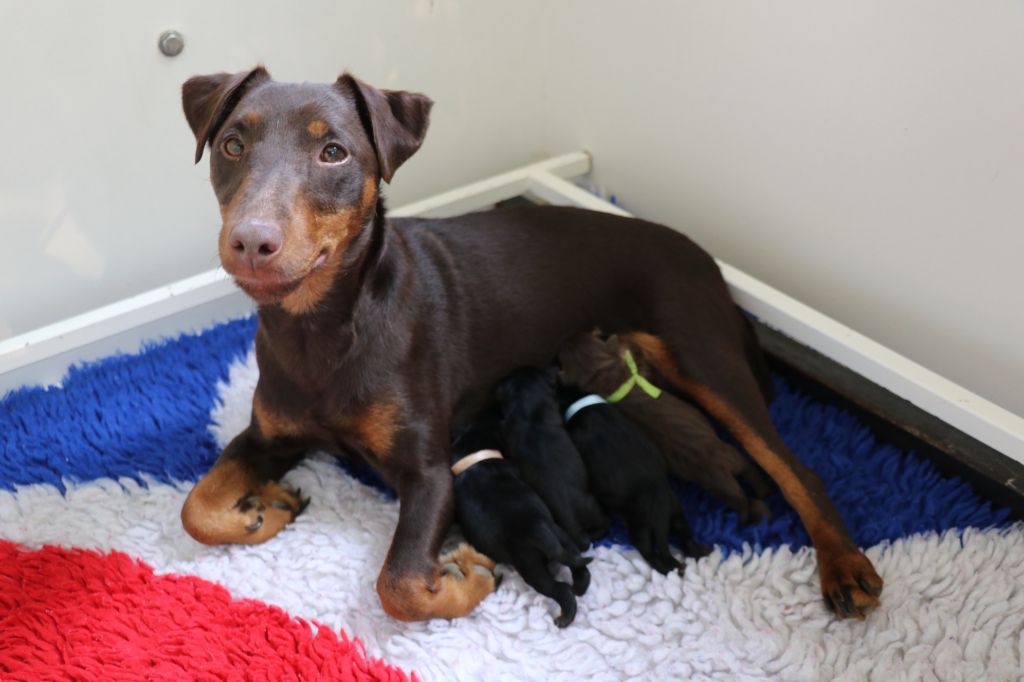 Chiot Terrier de chasse allemand De Pech & Catmalou