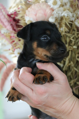 BETA DE PECH ET CATMALOU